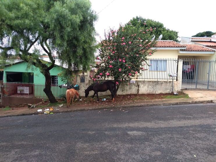 Morador do Dom Romeu reclama de cavalos soltos nas ruas