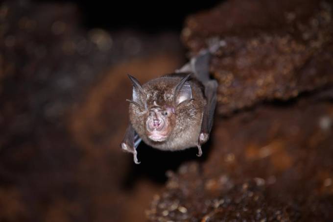 Novo coronavírus é encontrado em morcegos na Ásia