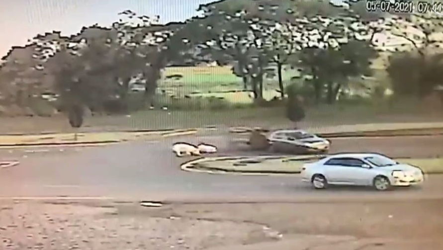 Câmera flagra porcos caindo de reboque em rodovia no PR