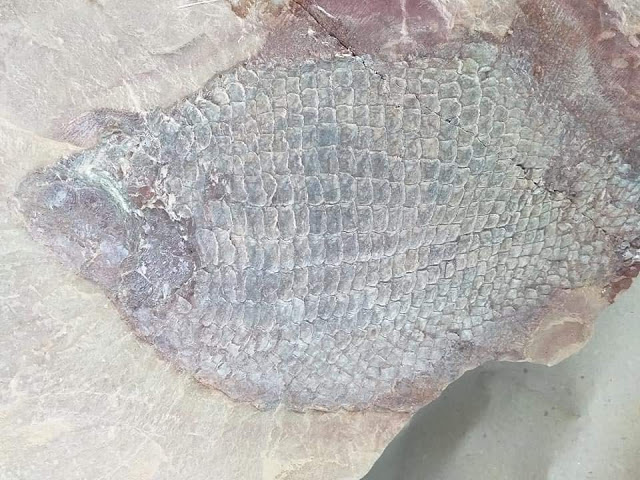 Fósseis de peixe são encontrados em rocha na BR-376, no PR