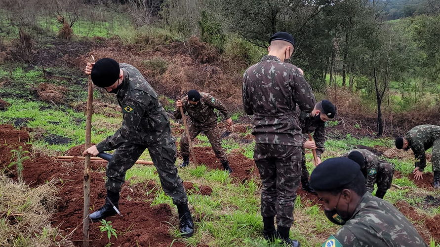 Militares realizam plantio de araucárias em Apucarana; veja