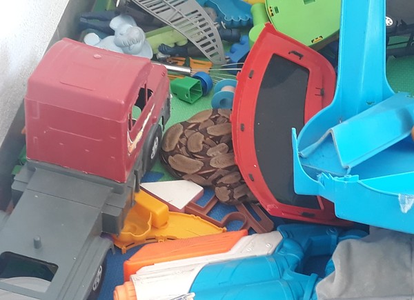 Criança de 3 anos encontra jiboia no meio dos brinquedos