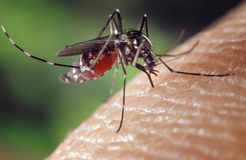 Paraná registra mais cinco casos de dengue