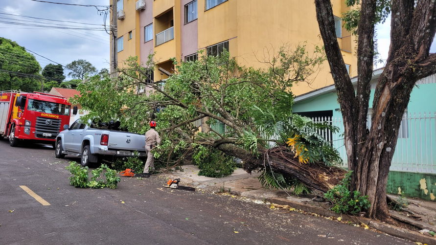 Árvore cai, atinge veículo e rede elétrica em Apucarana
