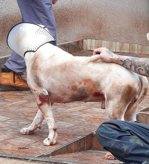 Homem é preso após arrastar e agredir cachorro no Paraná
