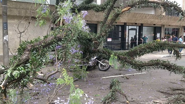 Motociclista foi atingido por galho de árvore em Maringá