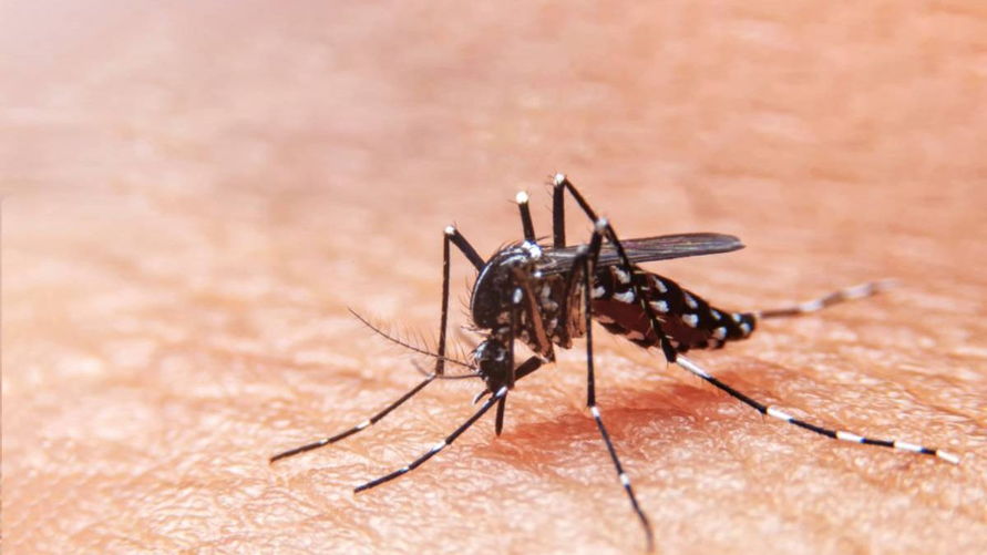 Paraná registra primeiros casos de Febre Chikungunya