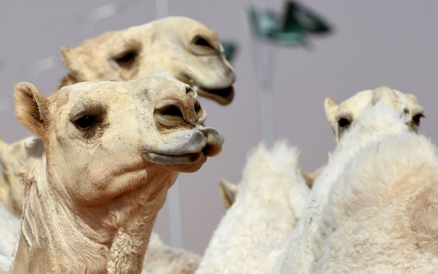 Camelos são desclassificados de concurso por uso de botox