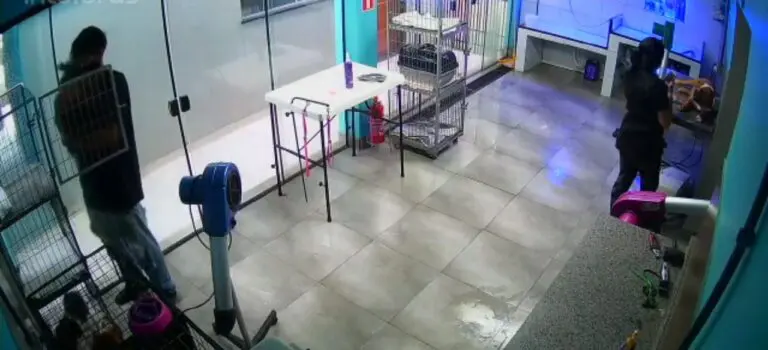 Câmera de pet shop flagra funcionário dançando com cachorro