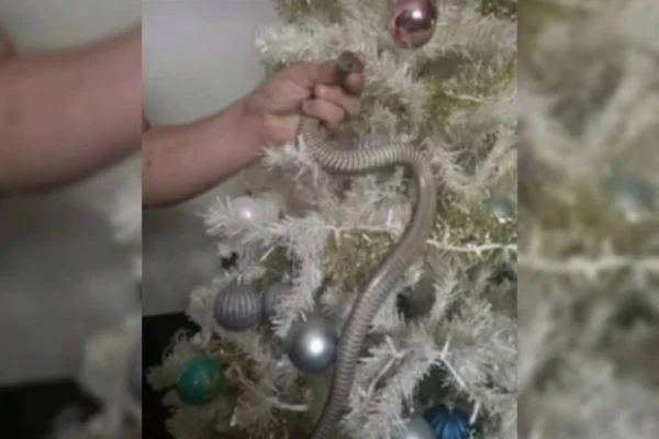 Família acha cobra enrolada em árvore de Natal