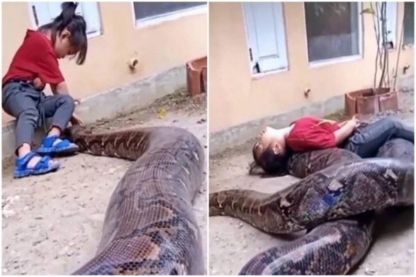 Menina viraliza ao brincar com cobra gigantesca; veja
