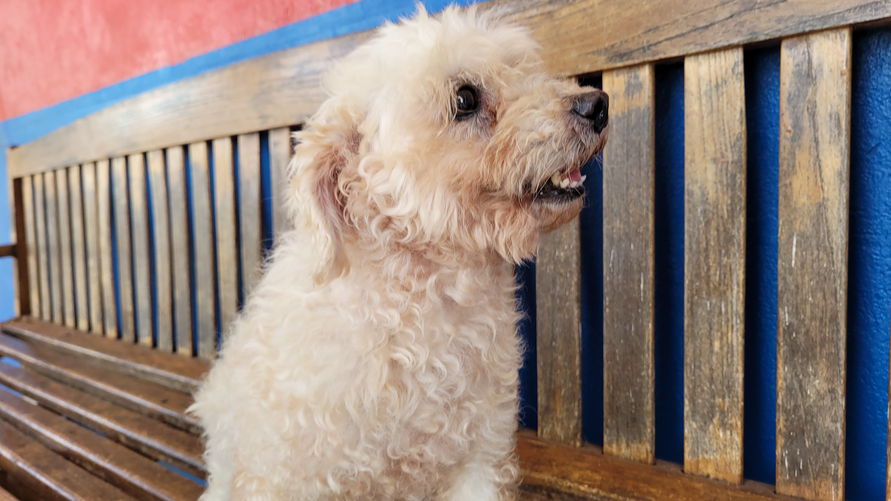 Moradores de 3 estados querem adotar cão pendurado em varal