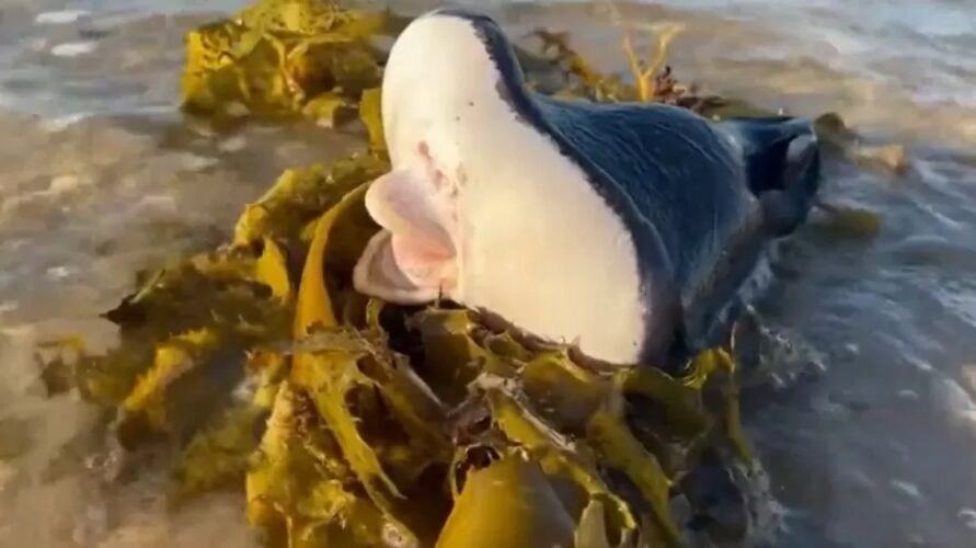 Criatura marinha misteriosa é encontrada em praia