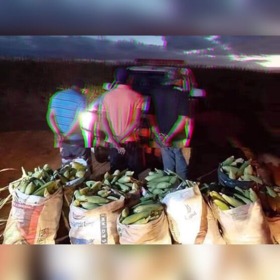 PM intensifica patrulhamento para conter furtos de milho