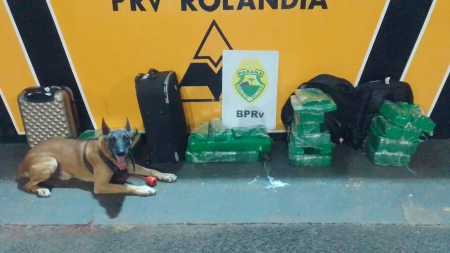 Polícia apreende 73 Kg de maconha em ônibus em Rolândia