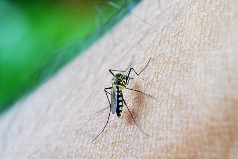 Arapongas agora soma três mortes por dengue