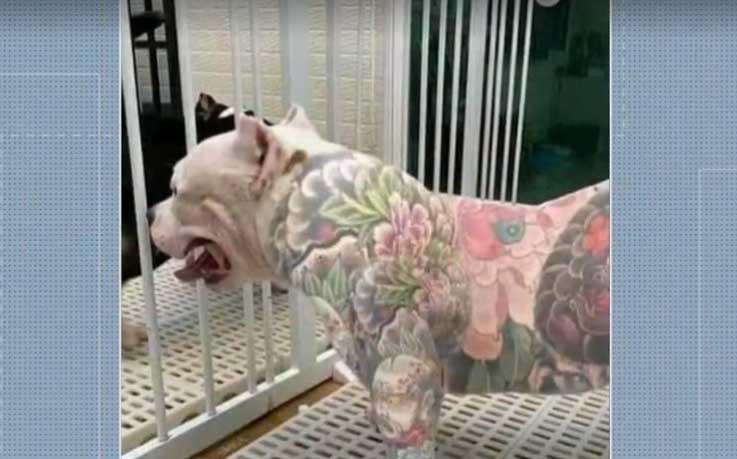 Lei proibe tatuagens e colocação de piercing em animais