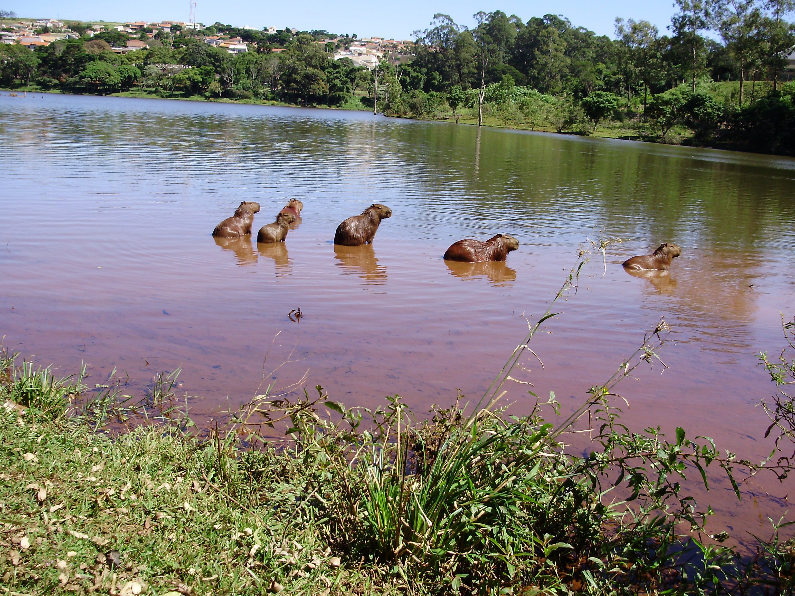 Capivaras dão destaque à paisagem no Lago Jaboti, em Apucarana