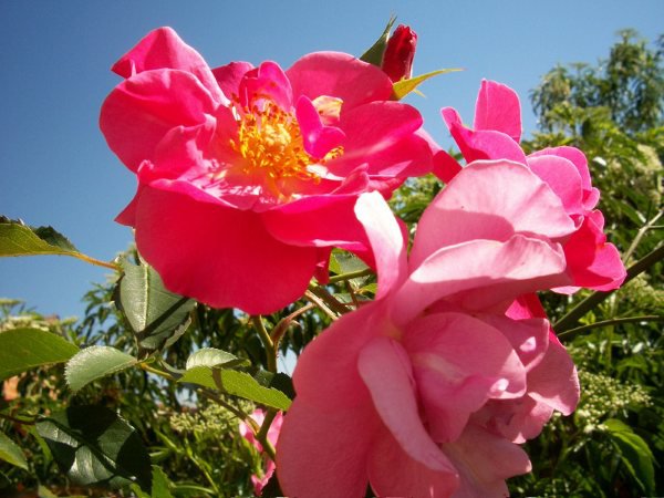 Rosa se sobressai entre o verde do jardim