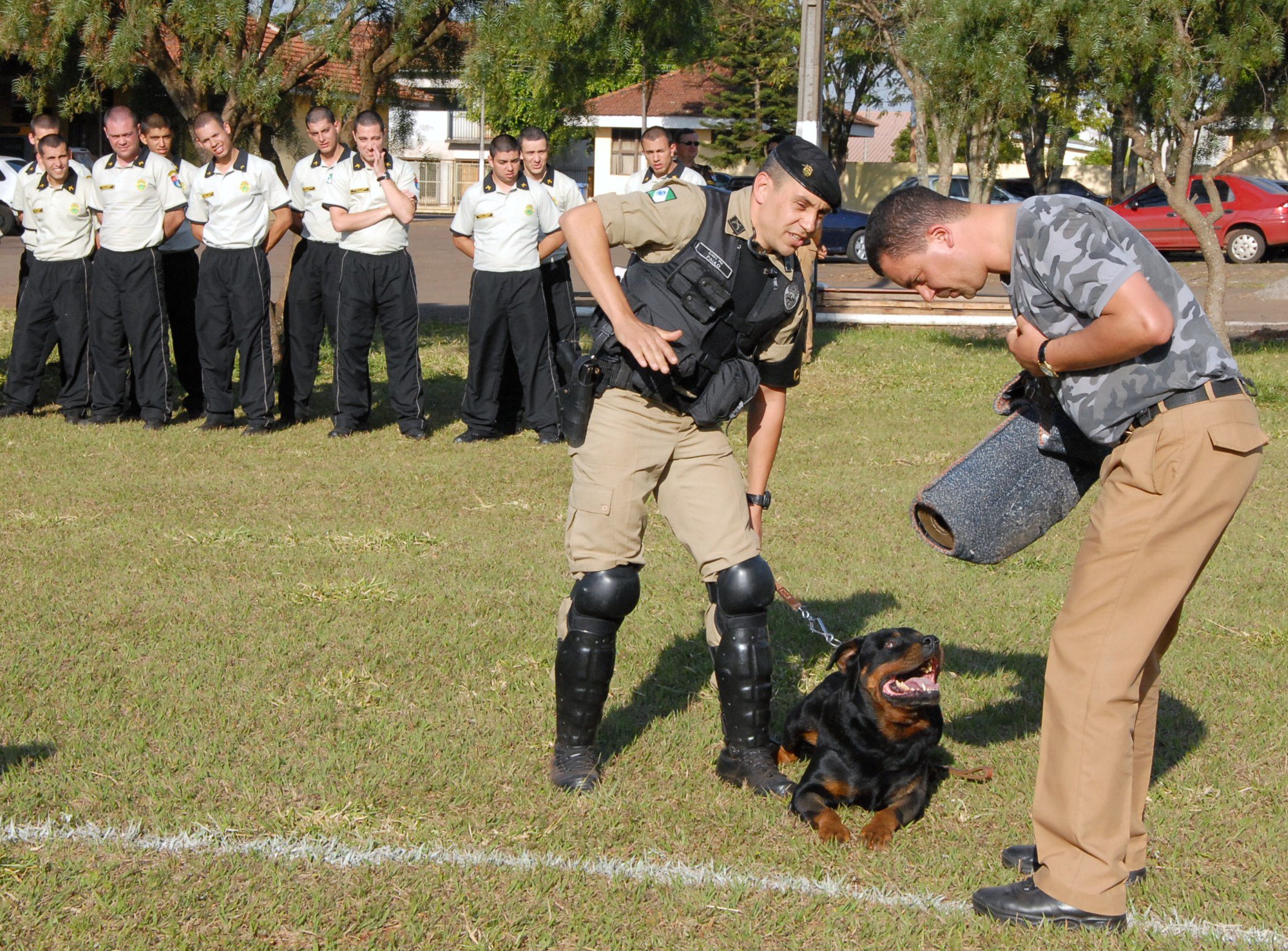 Dos cães que estão sendo treinados em Arapongas, um deles deverá trabalhar na Copa do Mundo de 2014