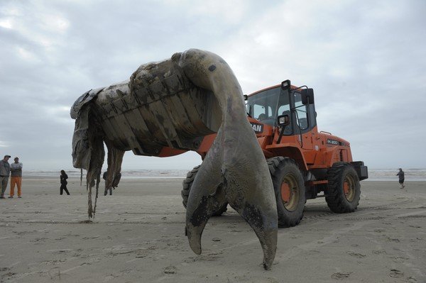 Filhote de baleia é encontrado em praia no RS