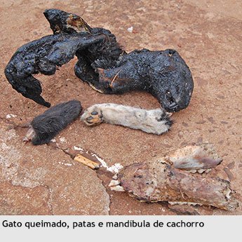 Ivaiporã: moradores de rua teriam matado cães e gatos para comer