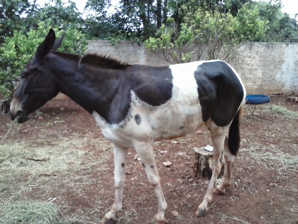 Foto do cavalo do empresário Adilson Baragão, enviada ao Blog do Berimbau