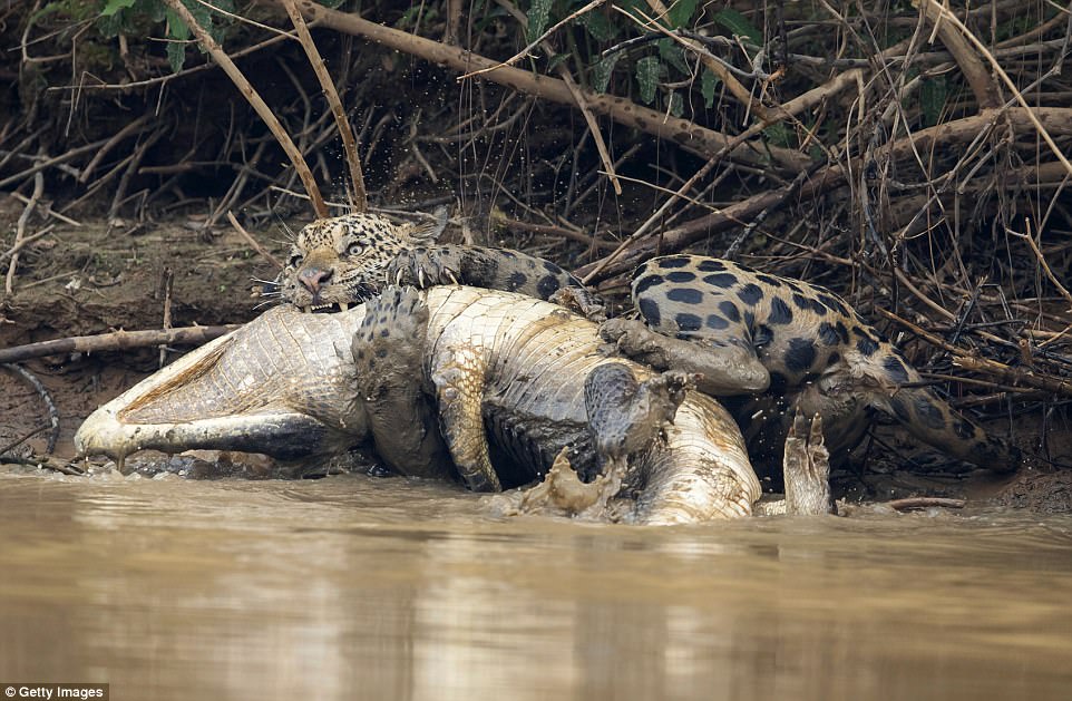 Crocodilo ataca jaguar e se dá mal - Foto - Getty Images