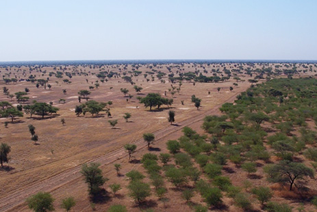 Senegal é o país que fez o maior progresso, com 11 milhões de árvores (reprodução)
