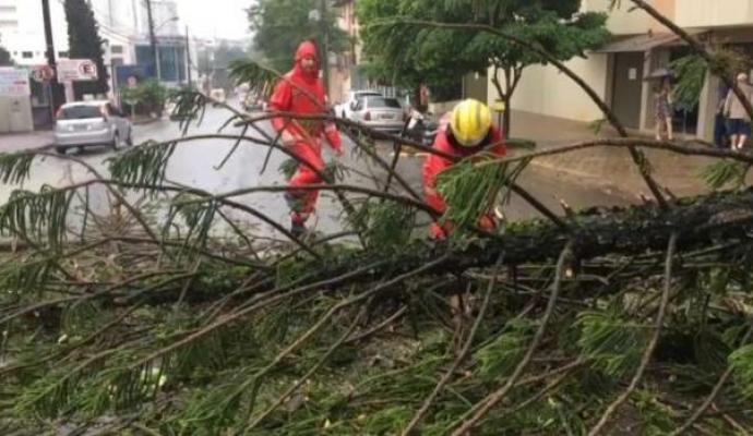 Muitas árvores foram derrubadas por temporal nesta quinta (19) no Paraná - Foto - Catve