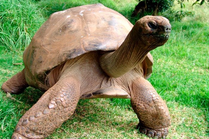 Sexualidade da tartaruga mais velha do mundo é descoberta​