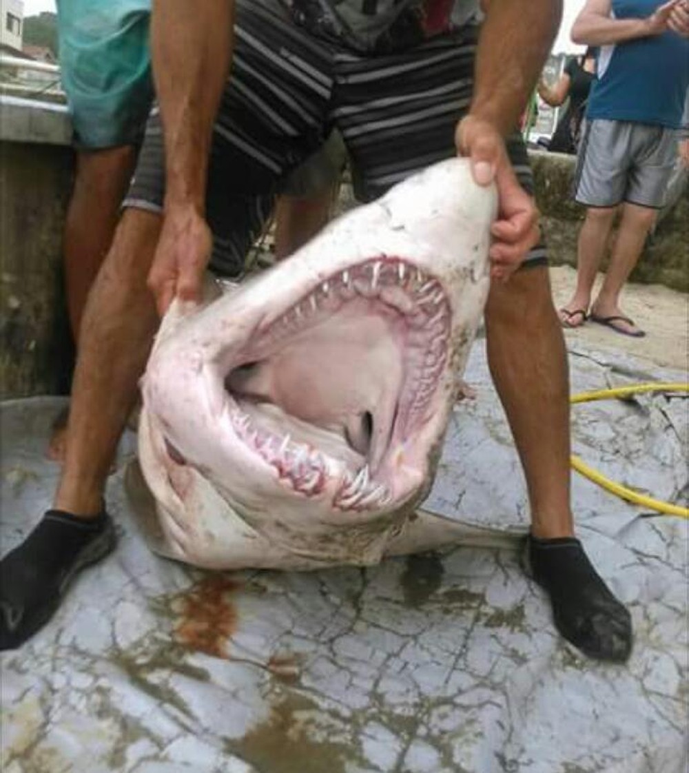 Pescador de Mongaguá puxou a rede, que estava armada a 8 quilômetros da praia, e foi surpreendido por um tubarão. (Foto: G1 )