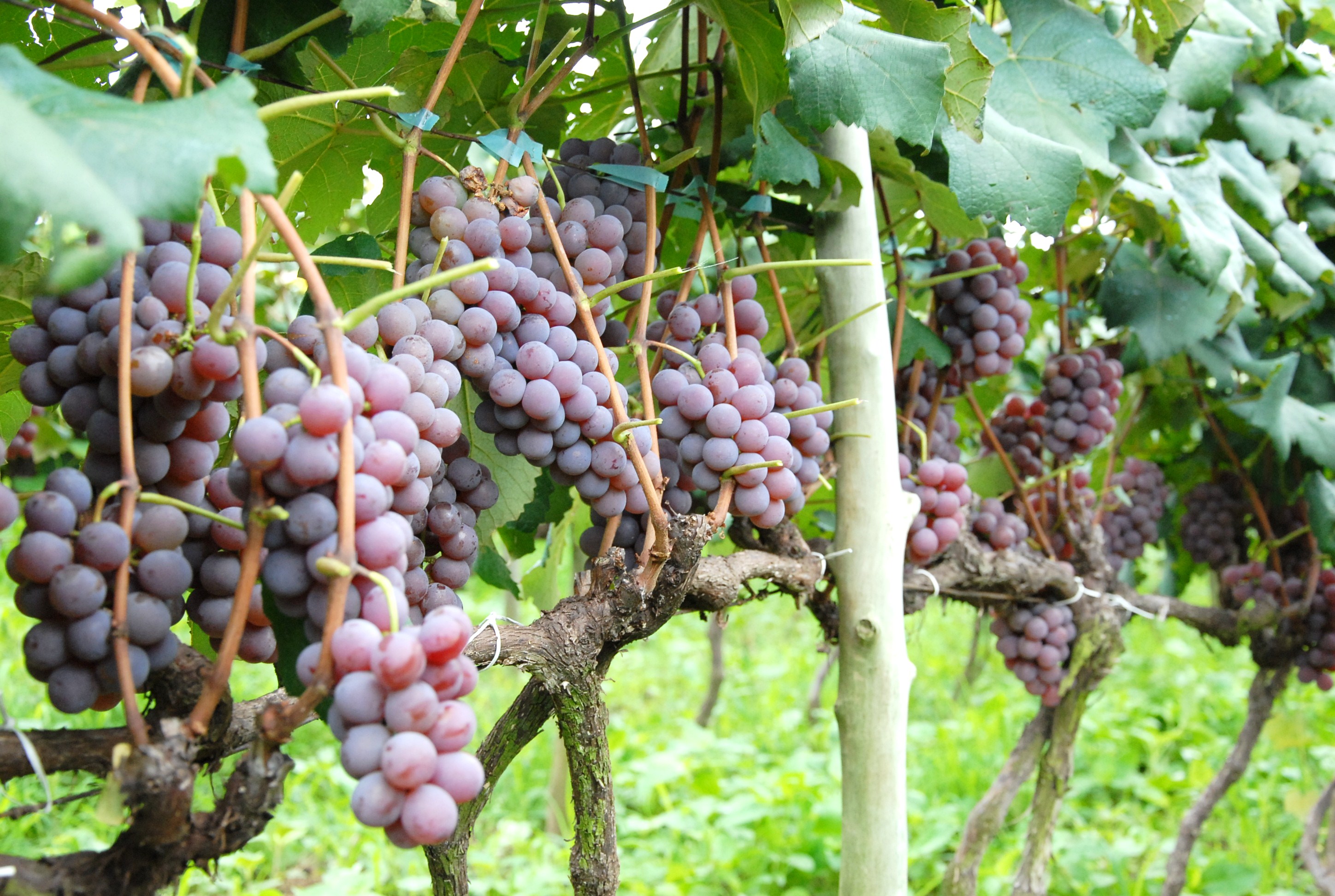 Rosário é grande produtor de uva niágara