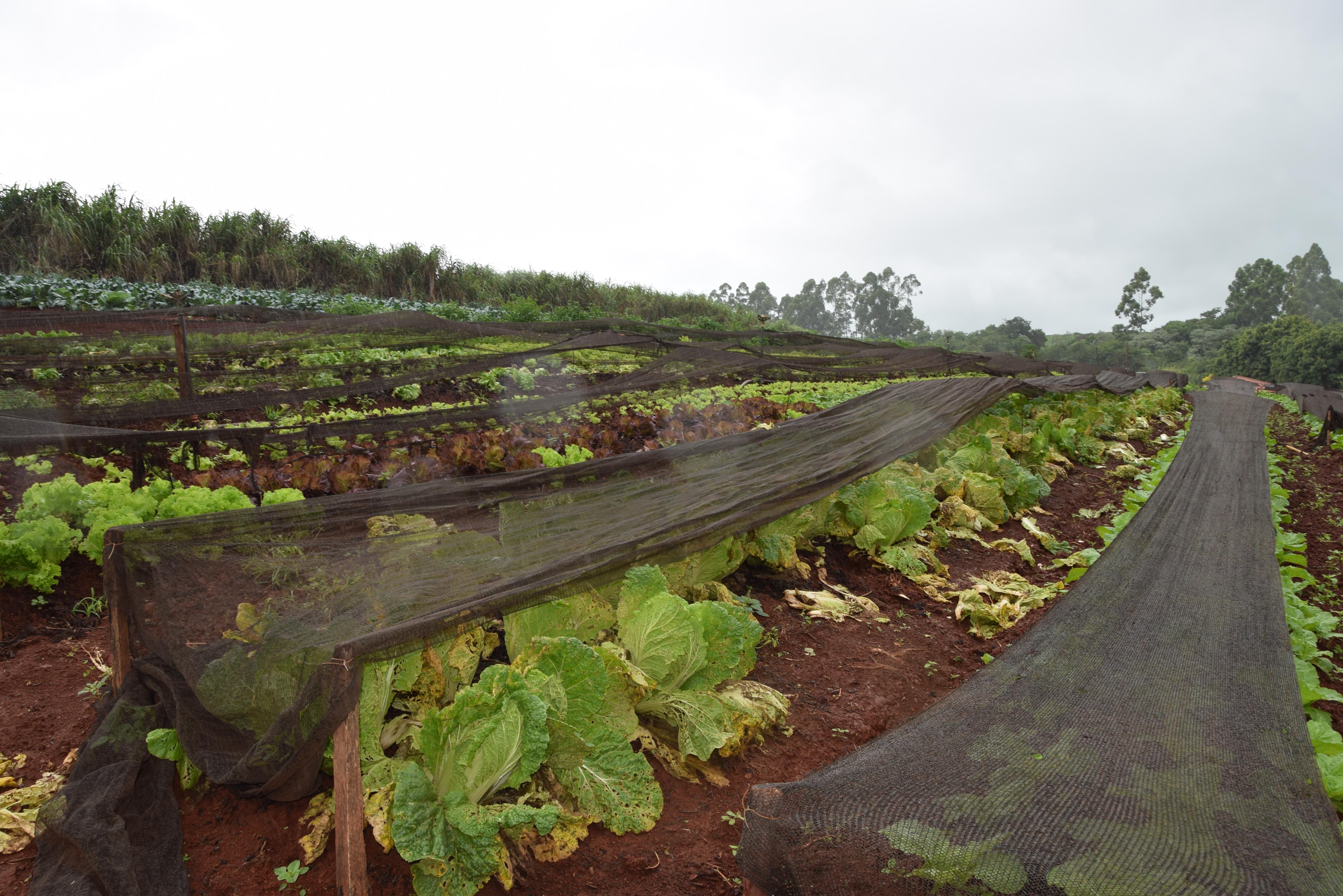 Alta umidade do solo faz com que vegetais apodreçam antes de ser colhidos, além de impedir novos plantios - Foto: Ivan Maldonado