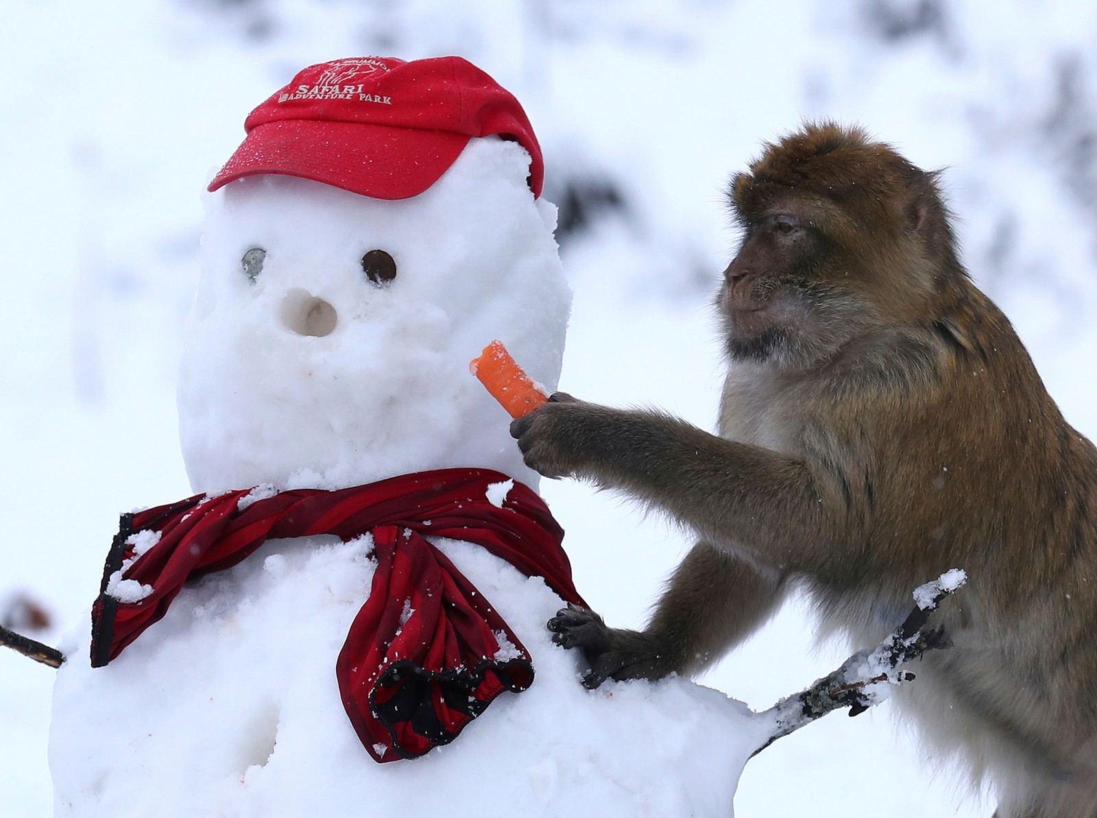 Macaco 'rouba' nariz de boneco de neve na Escócia (Foto: Andrew Milligan/PA via AP)
