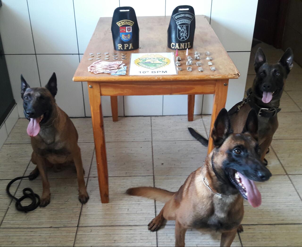 Cães farejadores encontraram a droga na casa da suspeita. Foto: Divulgação/PM