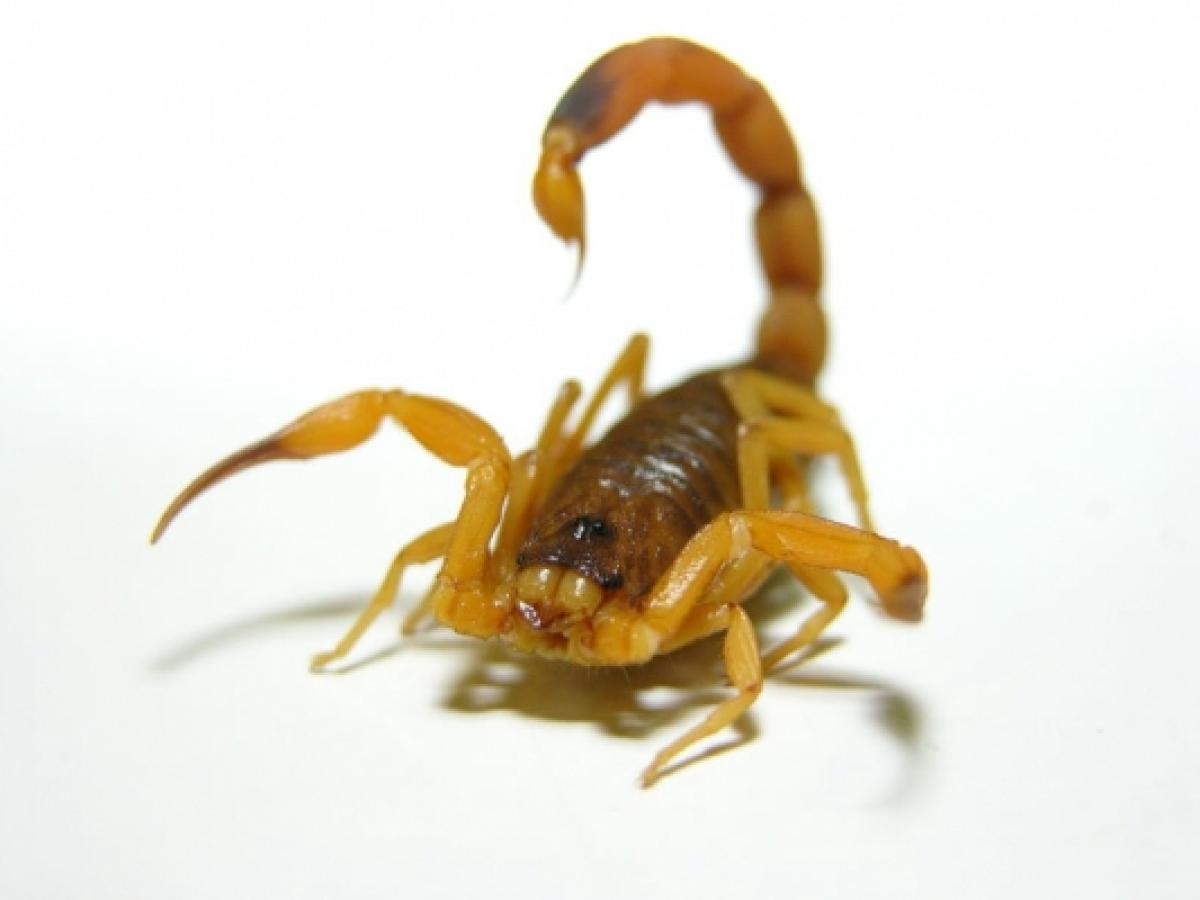 Criança é picada por escorpião no banheiro de UBS 