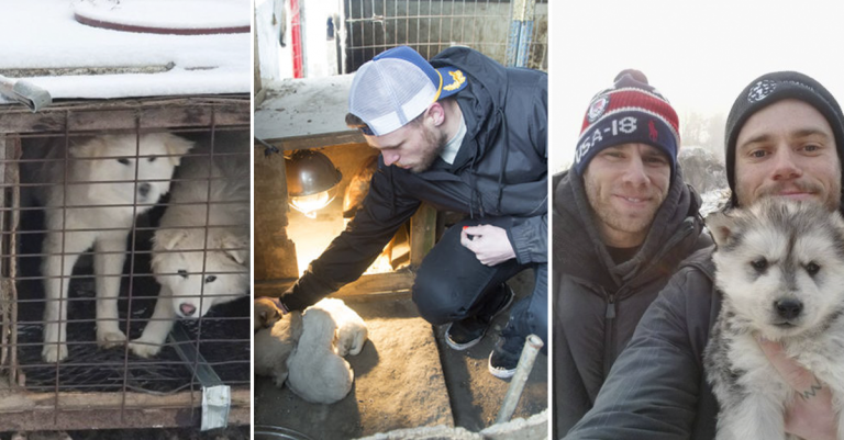 Gus Kenworthy e seu namorado, Matthew Wilkas, resgatam 90 cães que viviam em fazenda de abate na Coréia do Sul -  Fotos: AP/Daily Mail