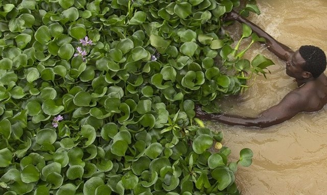 Conheça a planta brasileira que está `matando` o maior lago da Etiópia - MEGACURIOSO
