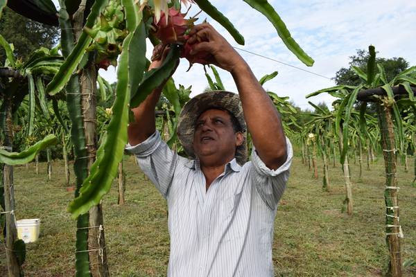 Pitaya vira alternativa de renda na região