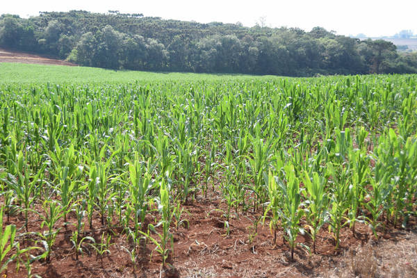 Estiagem compromete produção do milho safrinha na região
