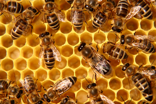 Ladrões furtam R$ 20 mil em caixas de abelhas e favos de mel de apicultor em Apucarana - Imagem ilustrativa
