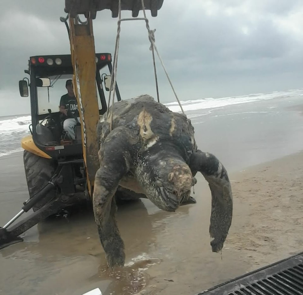 Nove tartarugas foram encontradas mortas na região nas últimas duas semanas — Foto: Grupo Jornal de Guaratuba