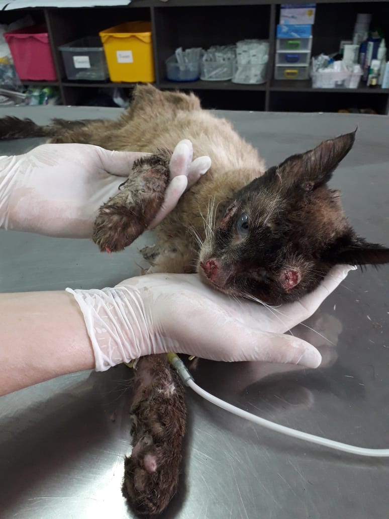 ​Esse gatinho foi resgatado sábado (26/01), foi internado em clínica veterinária.