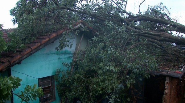 Uma árvore caiu sobre uma casa em Londrina, na tarde desta quinta-feira (31). — Foto: Reprodução/RPC