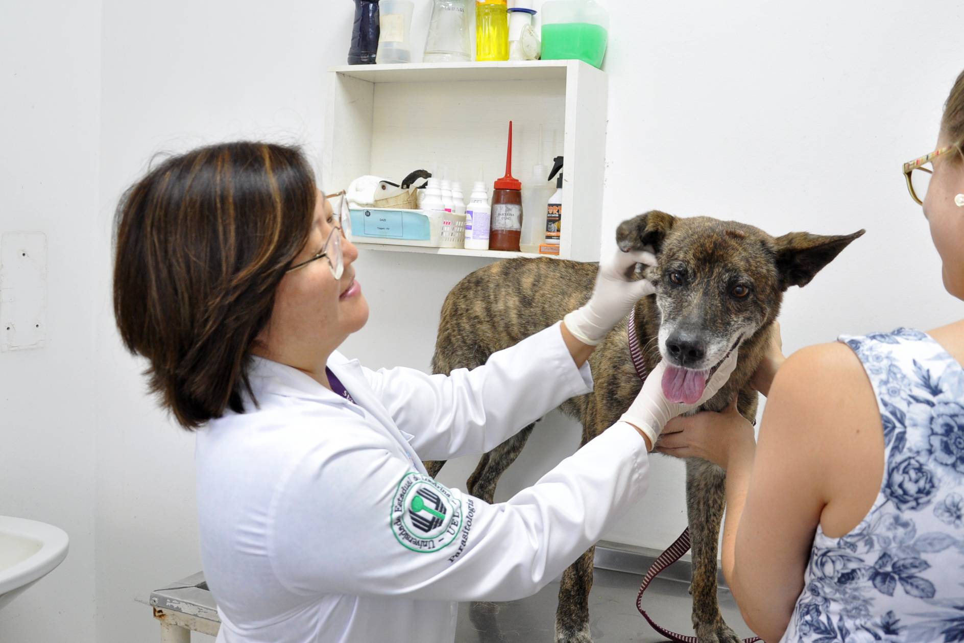 Universidades estaduais têm hospitais veterinários em quatro regiões