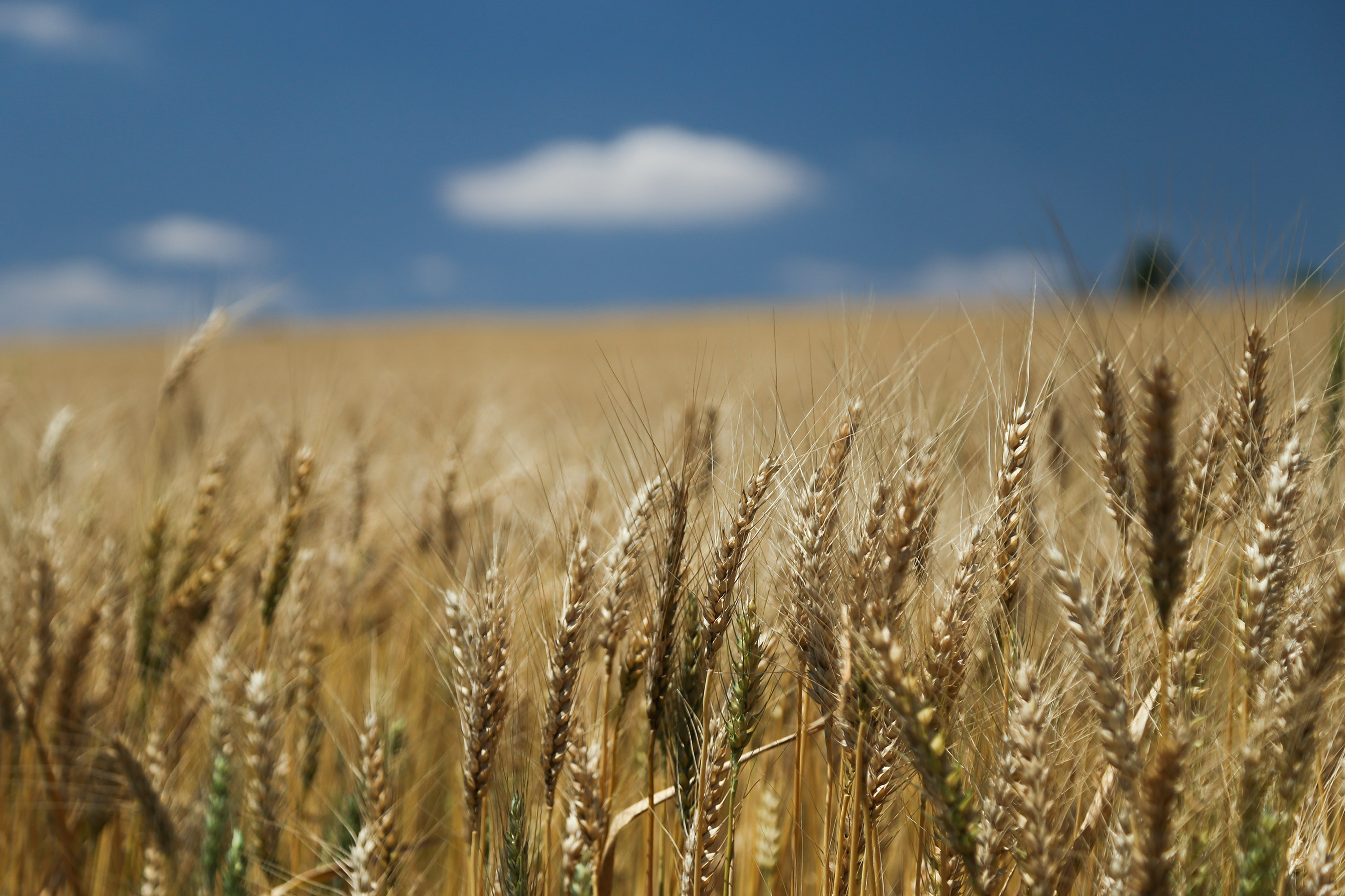 Produção de grãos deve atingir 37 milhões de toneladas