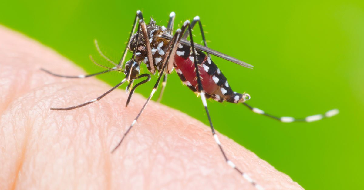 Mortes por dengue sobe para 21 no Paraná