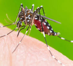 Novo boletim da dengue registra 1.449 confirmações da doença