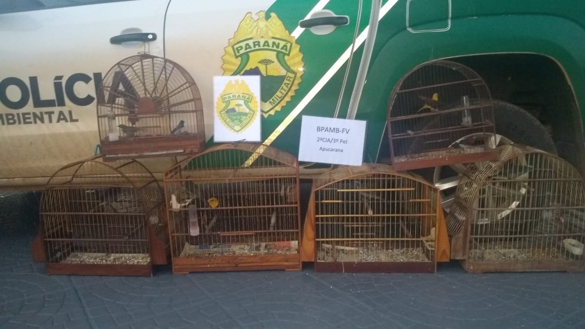 11 pássaros silvestres eram mantidos em gaiolas em Jardim Alegre (Foto: Polícia Ambiental)